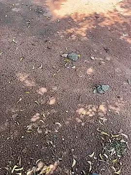 Black-mamba-madingo on StripChat