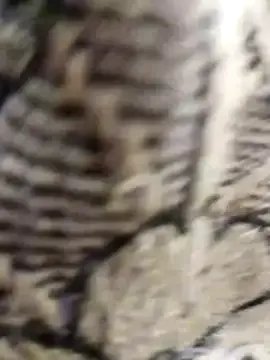 Cuty_kinjal — My boosh